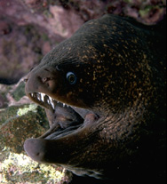 Eel.jpg (26509 bytes)