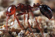 Fireant.jpg (14825 bytes)