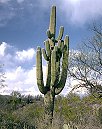 Saguaro.jpg (6390 bytes)