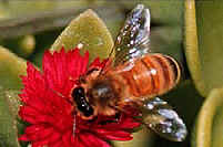 bee.jpg (23631 bytes)