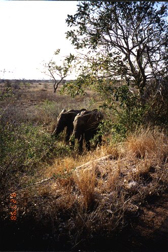 Elephants