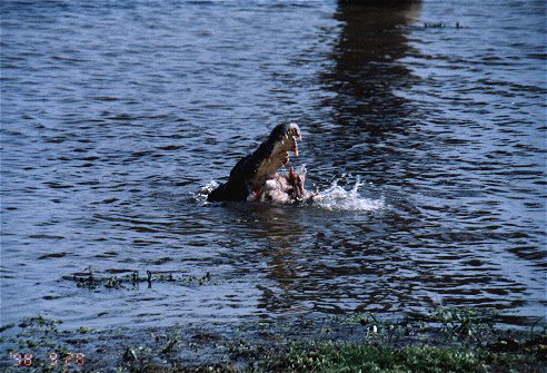 Alligator