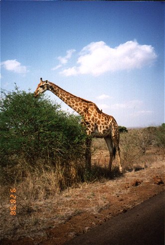 Giraffe