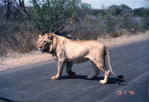 Lion