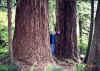 Clark and Cliff's Search for BIG Trees